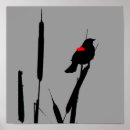 Recherche de aile rouge posters Oiseau noir