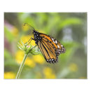 Recherche de monarch butterfly posters Faune
