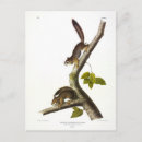 Recherche de colombienne cartes postales Poule