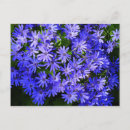 Recherche de osteospermum cartes postales Ostéospermum