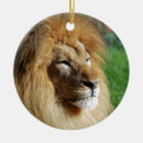 Recherche de roi lion ornements Chat