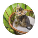 Recherche de animaux domestiques planches à découper Chaton