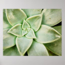 Recherche de fleurs de ressort posters Plante