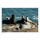 Recherche de otarie posters Nature
