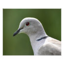 Recherche de paix colombe posters Oiseaux