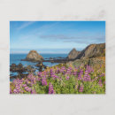 Recherche de fleur couvrante Plage