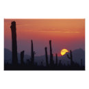 Recherche de tucson posters Saguaro