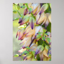 Recherche de yucca posters Fleurs