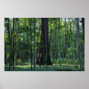 Recherche de hêtre posters Nature