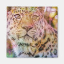 Recherche de felines photographie Faune