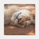 Recherche de somnolent magnets Mignon