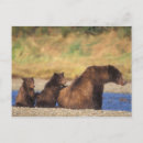 Recherche de comportement cartes postales Ourson