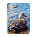 Recherche de ondulation magnets Étang