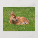 Recherche de faon cartes postales Forêt