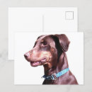 Recherche de pinscher dobermann cartes postales Chien