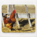 Recherche de coq tapis souris Agriculture