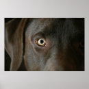 Recherche de laboratoires posters Chiot
