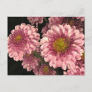 Recherche de motif chrysanthème cartes postales Fleur