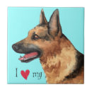 Recherche de berger allemand carreaux Gsd