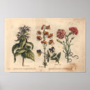 Recherche de oeillet art Botanique