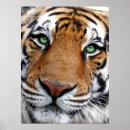 Recherche de tiger face posters Chat