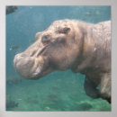 Recherche de hippo posters Animal