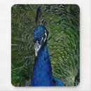Recherche de nouvelle maison tapis souris Oiseau