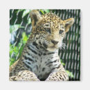 Recherche de jaguar magnets Zoo