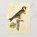 Recherche de petit oiseau cartes postales Succursale