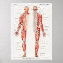 Recherche de anatomie vintage posters Diagramme