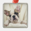 Recherche de bouledogue anglais ornements Chien