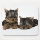 Recherche de yorkshire terrier tapis souris Famille