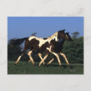 Recherche de course de chevaux cartes postales Peinture