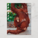 Recherche de orang outan cartes postales Amour