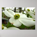 Recherche de fleurs de cornouiller posters Blanc