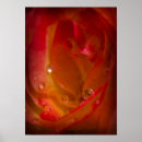 Recherche de goutte posters Rose