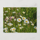 Recherche de prairie cartes postales Campagne