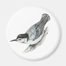 Recherche de sittelle breasted par blanc Faune