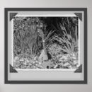 Recherche de iris photographie Jardin