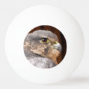 Recherche de oiseaux balles ping pong Faucon pèlerin
