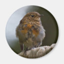 Recherche de rouge gorge magnets Rouges gorges