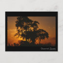 Recherche de savane africaine cartes postales Coucher de soleil