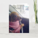 Recherche de chiot teckel vœux cartes Photographie