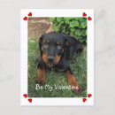 Recherche de timide cartes postales Animaux