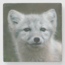 Recherche de kit dessous de verres Animal