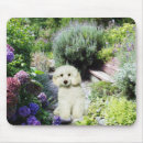 Recherche de caniches tapis souris Chien