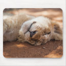Recherche de petit animal lion tapis souris Chat