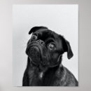 Recherche de carlin noir posters Canine
