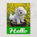 Recherche de chien frise bichon cartes postales Chiot de bichon