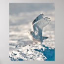 Recherche de décole posters Oiseau
